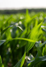 future-biogas-GreenGas-how-it-works-menu