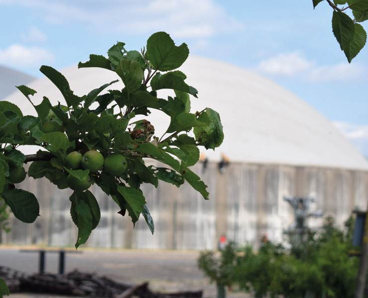 future-biogas-Why-biogas-appletree_MerlinRenewables