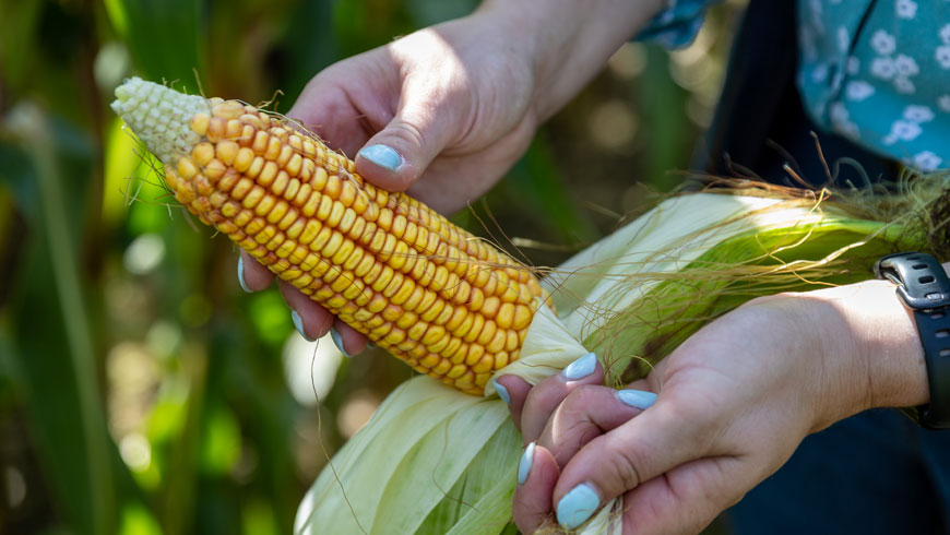 future-biogas-farming-maize-cob