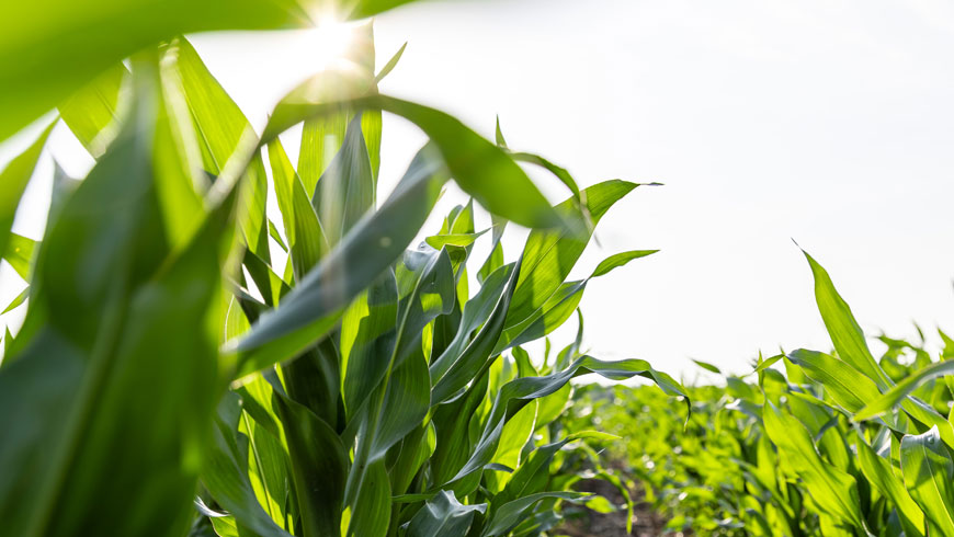 future-biogas-farming-maize