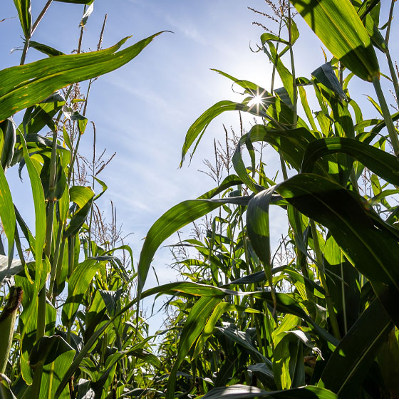 Sustainable Crops | Farming | Future Biogas