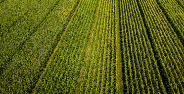 Sustainable Crops | Farming | Future Biogas