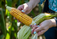 Sustainable Crops | Farming | Future Biogas