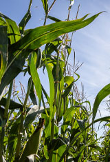 Sustainable Crops | Farming | Future Biogas