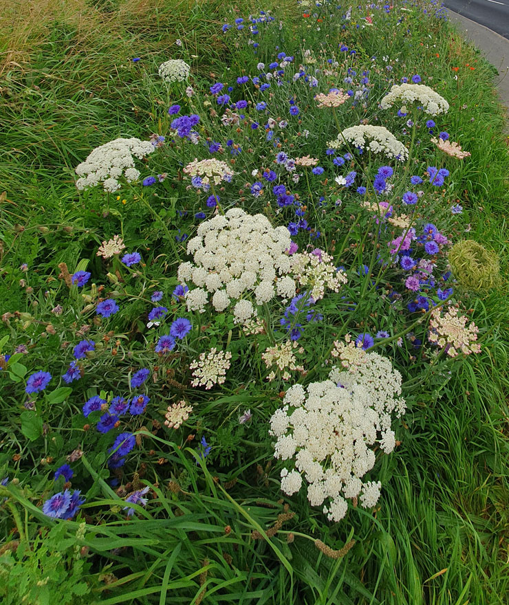 Communities | Co-Benefits | Green Gas | Future Biogas