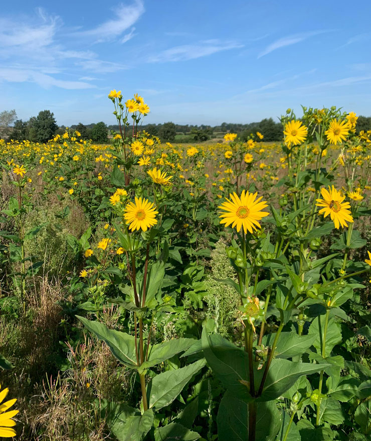 Soil Carbon | Co-Benefits | Green Gas | Future Biogas