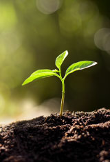 Soil Carbon | Co-Benefits | Green Gas | Future Biogas