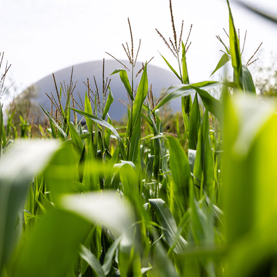 Future Biogas l Homepage l Our Projects