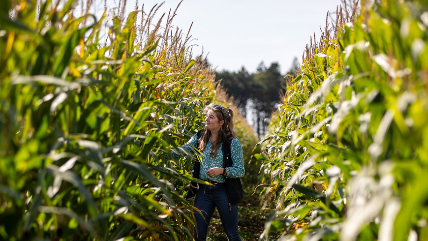 Future Biogas l Homepage l What we produce l Maize field