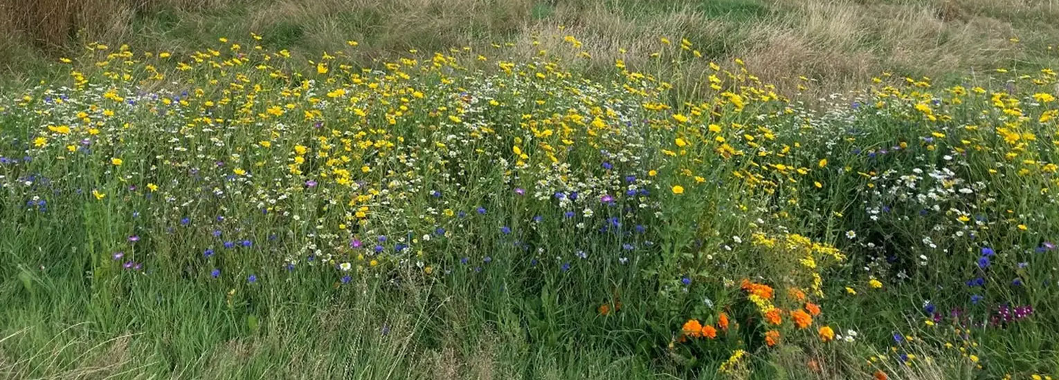 Wildflower and tree planting in Hatfield | Communities | News & Resources | Future Biogas Wildflower and tree planting in Hatfield | Communities | News & Resources | Future Biogas