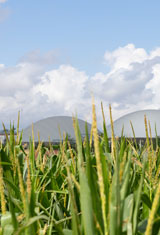 future-biogas-our-mission-MerlinRenewables-maize