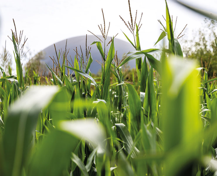 future-biogas-Homepage-Biogasplant-maize