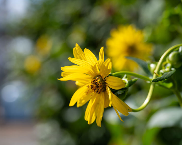 Responsible Sustainability | About Us | Future Biogas