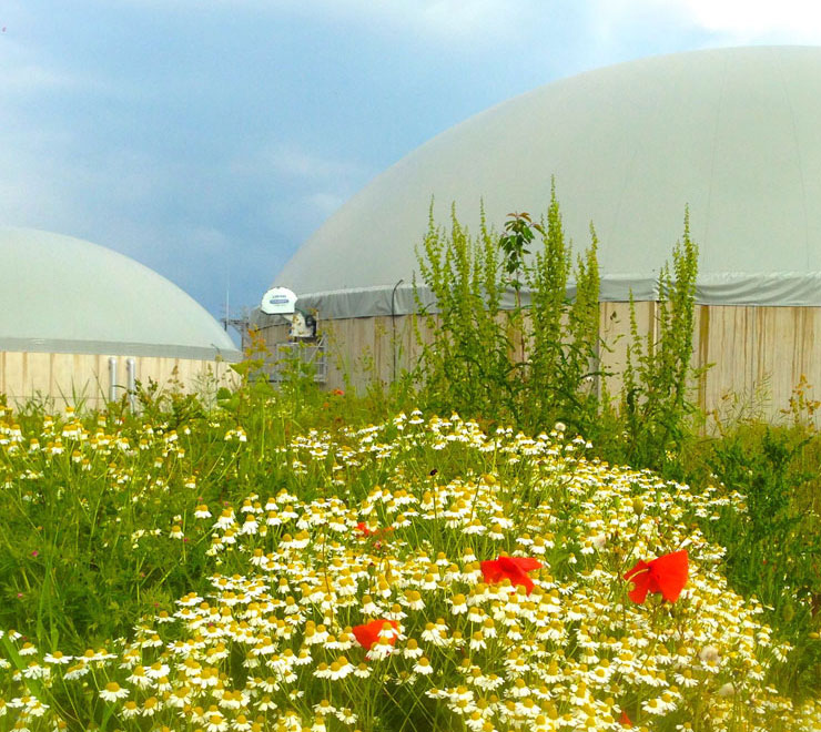 Biodiversity | Co-Benefits | Green Gas | Future Biogas