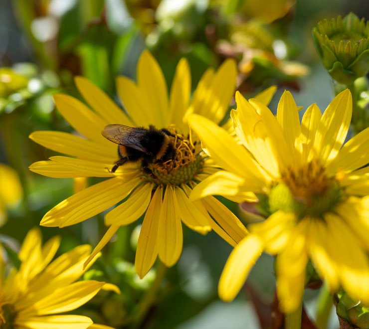 Biodiversity | Co-Benefits | Green Gas | Future Biogas