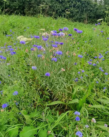 Wildflower Planting in Scawby | Communities | News & Resources | Future Biogas
